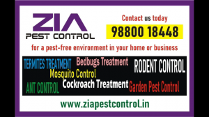 Garden pest control | Ant | Mice | Just Rs. 999/- only for pest service | 1874